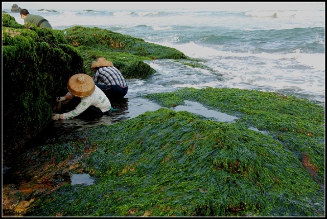 猜海虹  海虹 在这也叫青口 哈哈