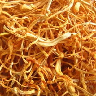 虫草干品，俺现在有现成的