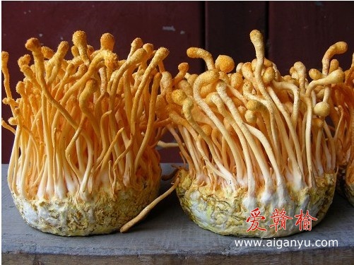 同上大米培养基