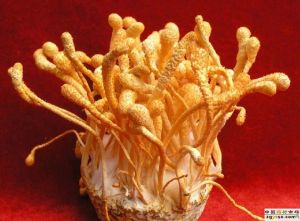 这是大米培养基做出来的，采摘前就是这个样子的