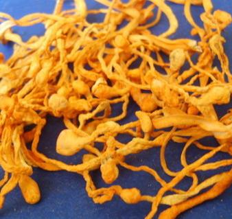 长的真跟一根虫子是的