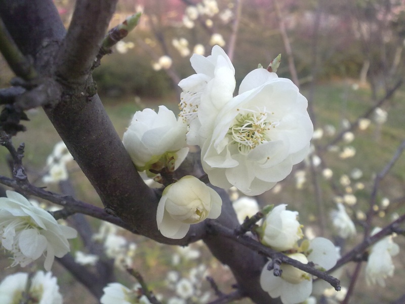 20120405105.JPG