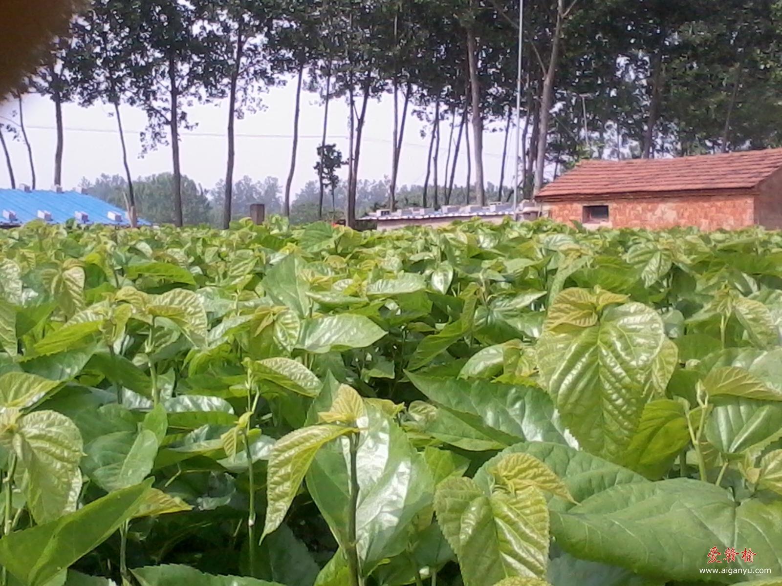 自家的桑园