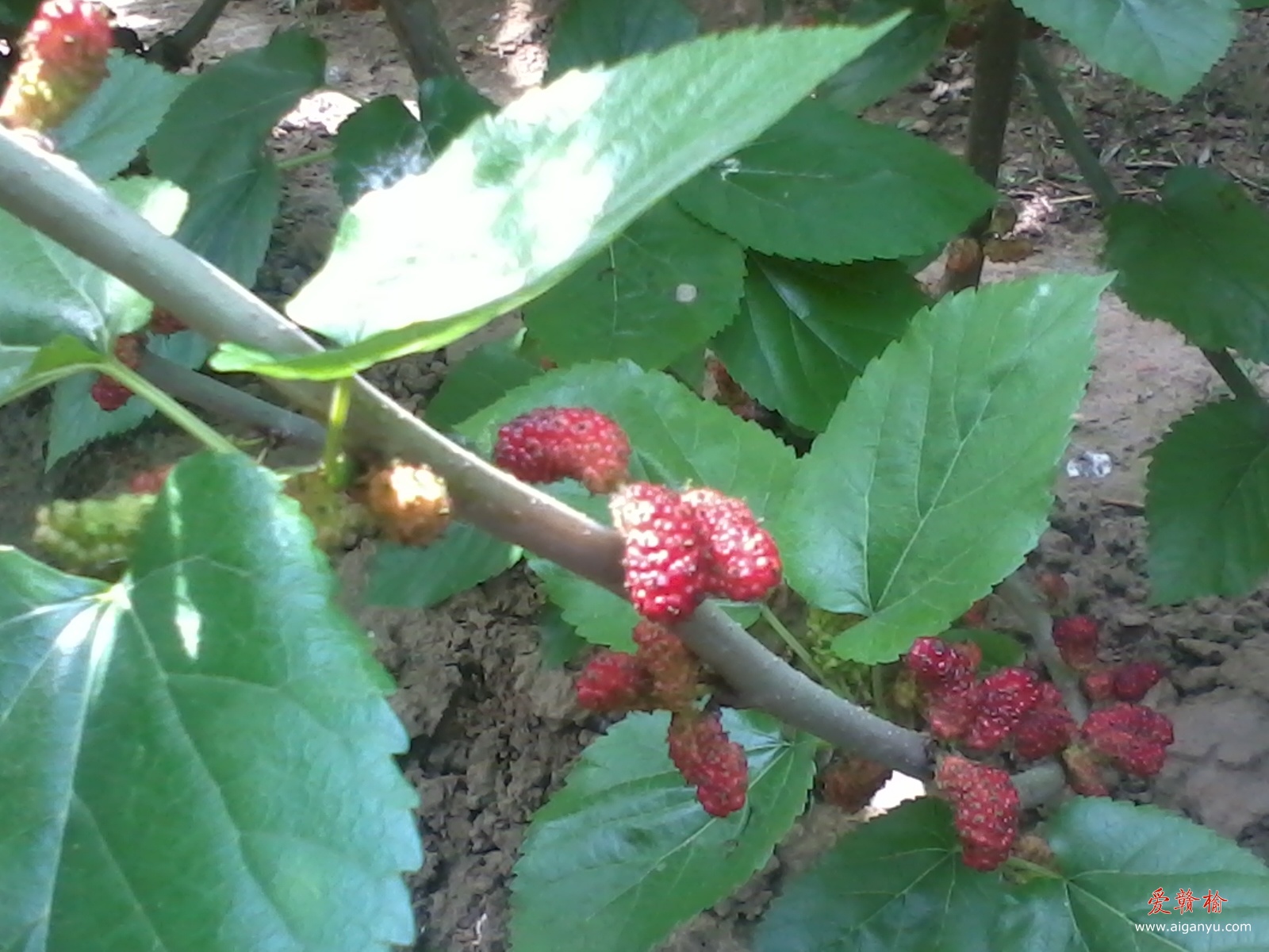 2012-05-15 09.24.44.jpg