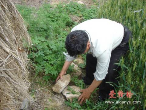 老徐扒出藏在草堆下多年的“证据”