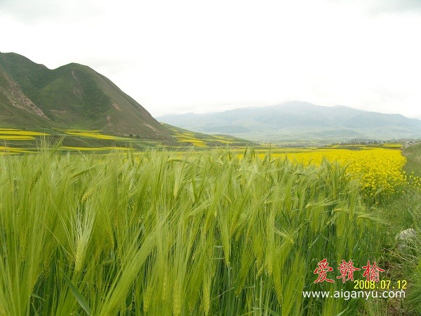 油菜，高山，青稞，这就是青海