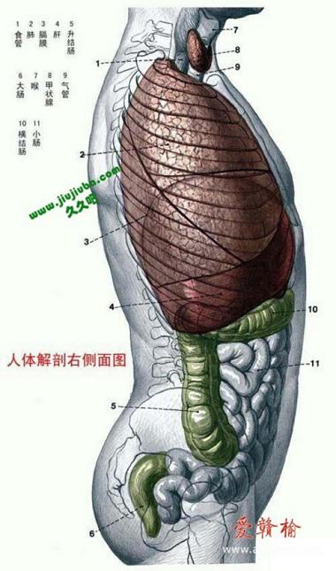 人体解剖右侧.jpg