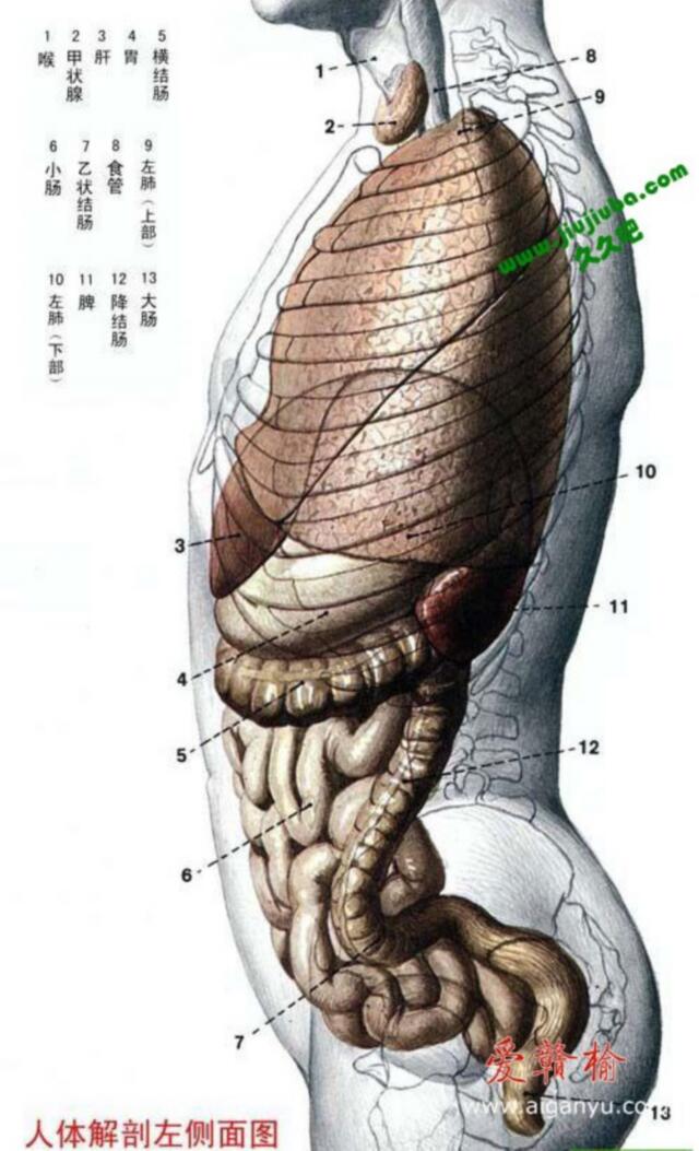 人体解剖左侧.jpg