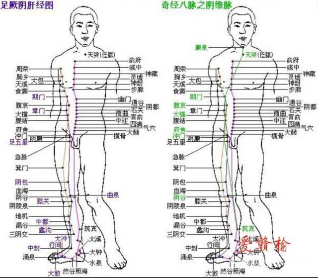 阴维脉，足厥阴肝经图.jpg