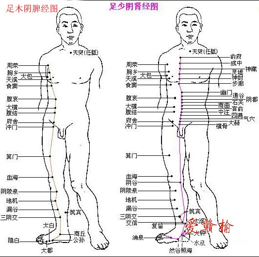 足木阴脾经，足少阴肾经图.jpg