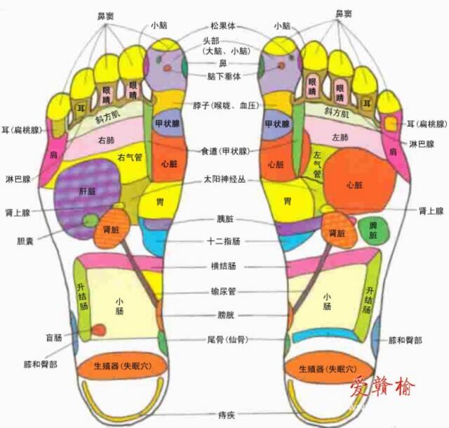 足疗反射区2.jpg