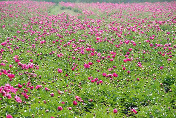 门河芍药.JPG