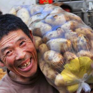 江苏赣榆：土豆丰收 农民乐