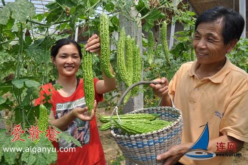 北芹苦瓜热销