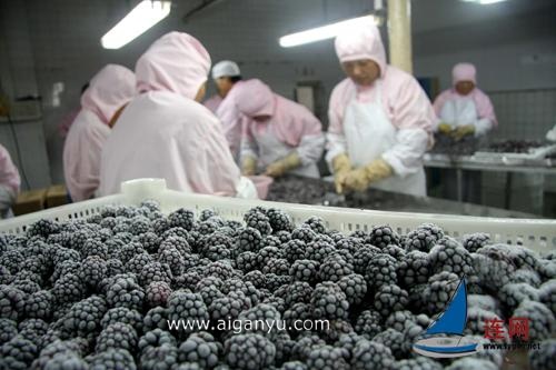 东海百吨速冻黑莓出口欧美