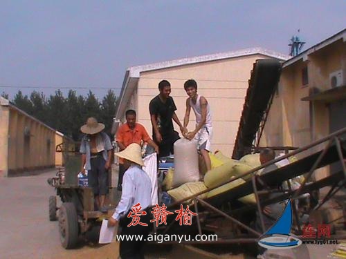 平明粮管所大量收购农民余粮