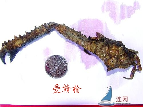 这个螃蟹长得真丑