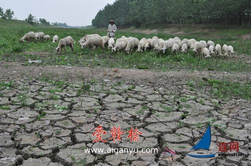 东海西部岗岭地区干旱严重