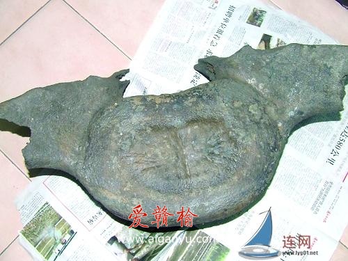 连云港市发现鲸脊椎化石?