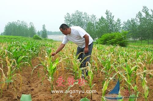 20多亩进口玉米苗一夜之间变黄枯萎
