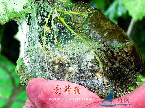 美国白蛾二代突袭连云港