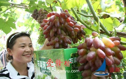 江苏东海：成熟葡萄引客来