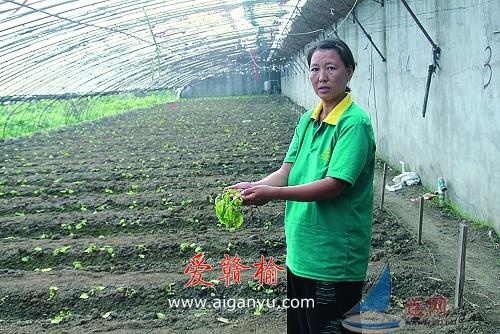 灭顶之灾：岗埠农场花卉办认大棚不认人