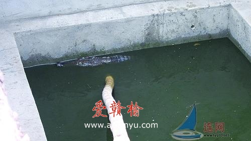 连云港一工地惊现扬子鳄