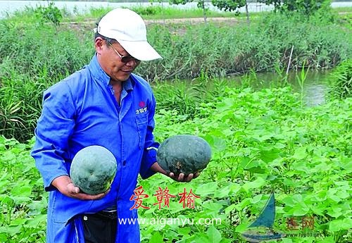 小东关西瓜村的变迁