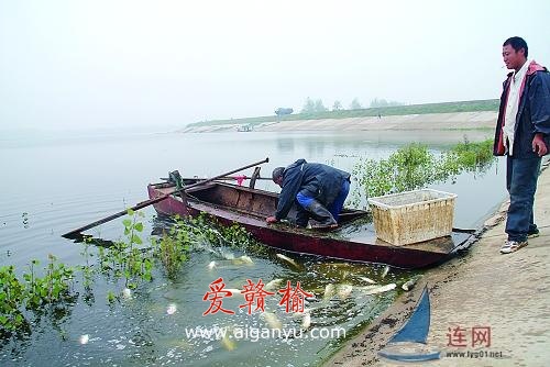 东海楼山水库出现大量死鱼