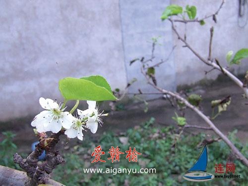 搞错季节梨树花开二度