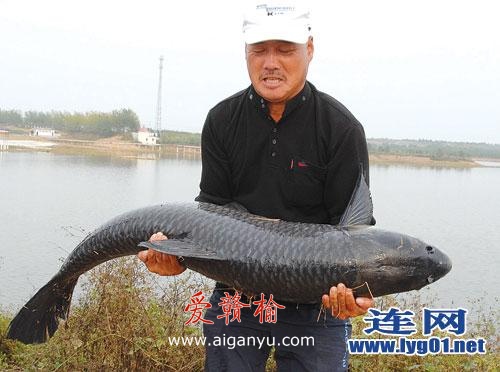 这鱼，够大吧！