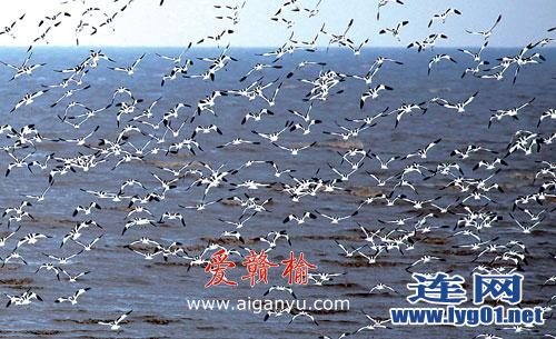 海鸥翱翔海州湾