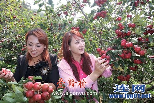 游人采摘山楂乐悠悠