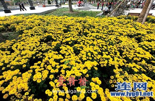 金秋时节菊花绽放