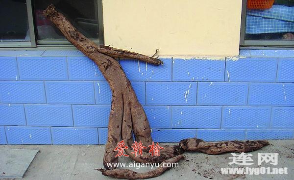 宿城一村民采挖到一根重约70斤的大葛藤根