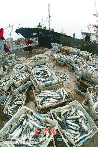 新春首捕鱼满仓