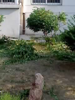 李沧翠湖小区植被被瓜分，种菜