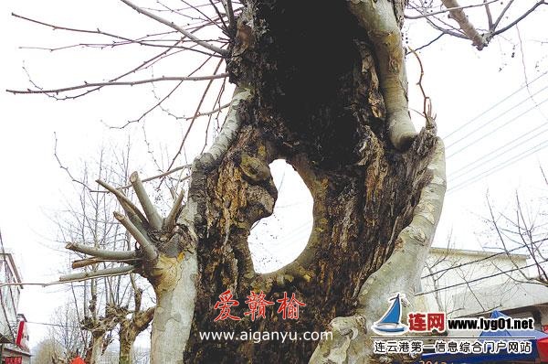 树干中间有个“月牙儿”