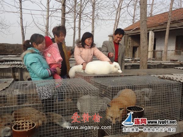 农妇张玉红养殖芬兰狐月入3万