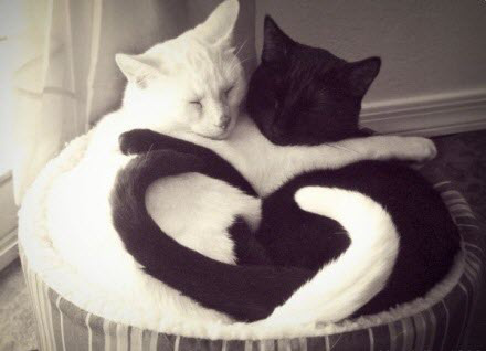 木子美：好人卡