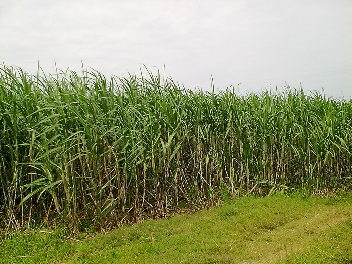 甘蔗营养价值高