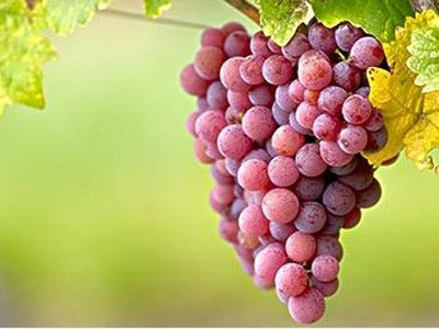 缓和六种坏食物的饮食好搭档