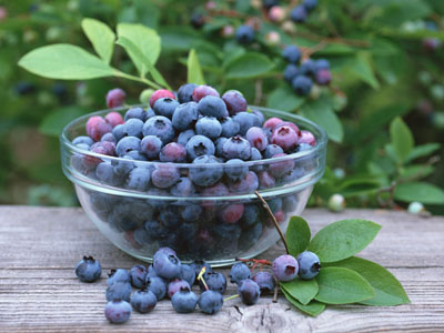 五类人群最宜食用蓝莓