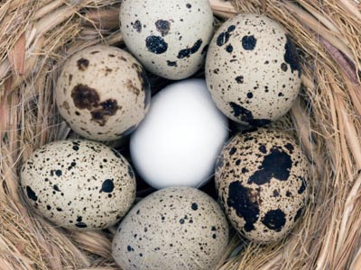 常吃鹌鹑蛋补脑益智增强记忆力