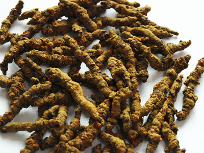 黄连最清胃火但体寒者慎用