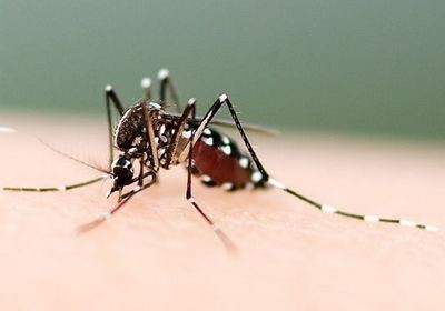 关于蚊子！有哪些不为人知的冷知识？