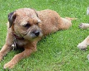 狗的脚掌为什么不怕冻？