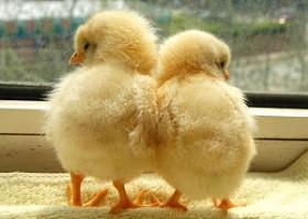 女人屁股大真的好生养吗？.