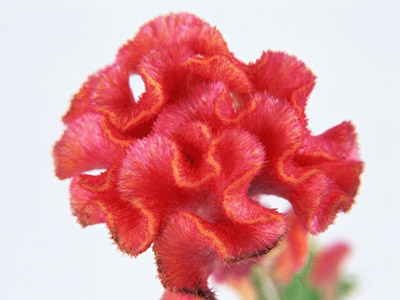 四种娇艳鲜花治疗妇科疾病有奇效